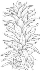 Tridontium tasmanicum, portion of shoot, moist. Drawn from A.J. Fife 4730, CHR 103549.
 Image: R.C.Wagstaff © Landcare Research 2024  CC-BY 4.0